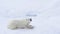 Polar bear lying on sea ice