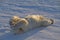 Polar bear lying on snow in Canadian Arctic