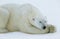 Polar Bear lying in snow Yukon