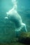 Polar bear (male) underwater
