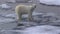 Polar bear male walking on sea ice, Arctic Ocean, Svalbard