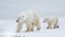 Polar bear mom and cub walking on the ice