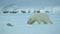 Polar bear mother and cub stalking ringed seal