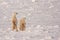 Polar Bear Mother and Cubs Standing on Hind Legs