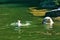 Polar bear mother playing with polar bear cub in water. White fur of the large predator