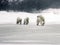 Polar Bear Mother with Twins