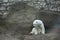 Polar bear near rock wall