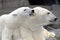 Polar bear nibbling males ear