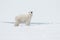 Polar bear north of Spitsbergen (Svalbard) close to the North Pole Norway