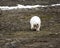 Polar bear on Northbrook island (Franz Josef Land