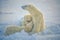 Polar bear nursing cubs photo art