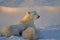 Polar bear nursing her cubs