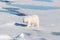 Polar bear on the pack ice north of Spitsbergen Island