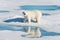 Polar bear on the pack ice north of Spitsbergen Island