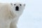 Polar bear on the pack ice north of Spitsbergen Island