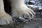 Polar bear paws in closeup