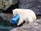 Polar bear playing with toy