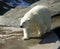 Polar bear polar predator mammal Arctic Arctic Arctic North red book