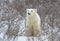 Polar bear portrait.