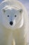 Polar Bear portrait. Churchill, Canada