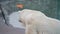 Polar bear, portrait, close-up.