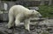 Polar Bear portret white close up.