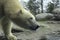 Polar Bear portret white close up.