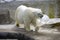 Polar bear predator mammal the Arctic north