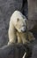 polar bear is a predator mammal, Arctic, zoo