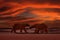 Polar bear red sunset on drifting ice with snow feeding on killed seal, skeleton and blood, wildlife Svalbard, Norway. Beras with