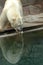 Polar bear reflection