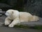 A polar bear relaxing.