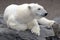 Polar bear relaxing on rock