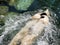 Polar bear relaxing and swimming on his back