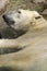 Polar Bear Resting in Water