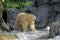 Polar bear roaming in enclosure