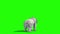 Polar BEAR Roar Back Green Screen 3D Rendering Animation