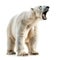 Polar Bear Roaring Isolated on White Background. Generative ai