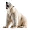 Polar Bear Roaring Isolated on White Background. Generative ai