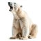 Polar Bear Roaring Isolated on White Background. Generative ai