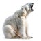 Polar Bear Roaring Isolated on White Background. Generative ai