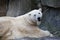 Polar bear on a rock