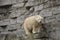 Polar bear on rock ledge