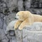 Polar bear on rock resting