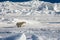 Polar bear running on floating ice