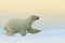 Polar bear running on the ice with water, on drift ice in Arctic Russia. Polar bear in the nature habitat with snow. Big animal wi