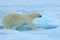 Polar bear running on the ice with water. Polar bear on drift ice in Arctic Russia. Polar bear in the nature habitat with snow. Po