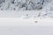 Polar bear runs along a ice floe along a glacier, Spitsbergen