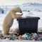 Polar bear scavenges for food in polar research stations