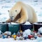 Polar bear scavenges for food in polar research stations